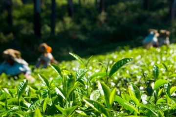 තේ වගාකරුවන්ට සහ පැළ තවාන් හිමියන්ට දැවැන්ත සහනයක් - ලක්ෂ 10ක ආවරණයක් -අයදුම් කරන හැටි සහ කොන්දේසි මෙන්න