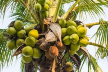 இலங்கையில் அத்தியாவசிய பொருளுக்கு ஏற்பட்டுள்ள பற்றாக்குறை -வெளியானது சிறப்பு அறிக்கை