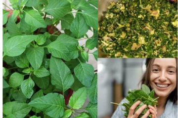 இந்த கீரையை அடிக்கடி சாப்பிடுங்கள்! வாழ்நாள் முழுவதும் கல்லீரல், சிறுநீரகம் பிரச்சனையே வராது