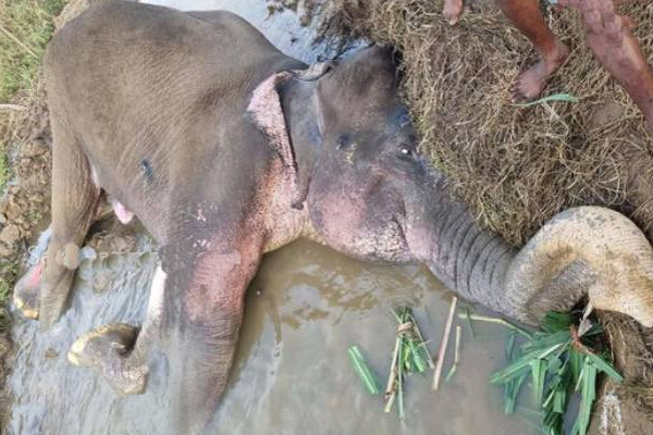 மிகவும் பரிதாபமான நிலையில் நிலையில்காட்டுயானை: கவலையில் பொதுமக்கள் | Sri Lanka Trincomalee Elephant Treatment