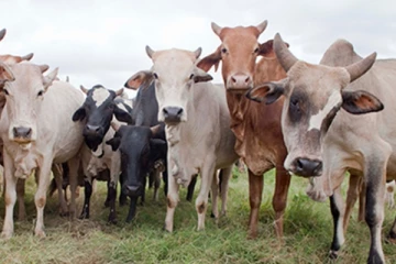 ஆயிரக்கணக்கான கால்நடைகளின் உயிரிழப்பிற்கு காரணம் என்ன! வெளியானது அறிக்கை