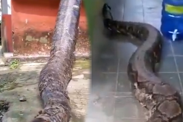 Viral Video: வீட்டிற்குள் ஹாயாக நுழையும் ராட்சத அனக்கோண்டா... புல்லரிக்க வைக்கும் காட்சி | Anaconda Crawling Onto Somebodys Porch