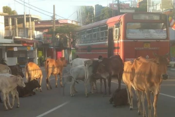 அம்பாறையில் வீதியோரங்களில் திரியும் கட்டாக்காலி மாடுகள்: பொதுமக்கள் விடுத்துள்ள கோரிக்கை