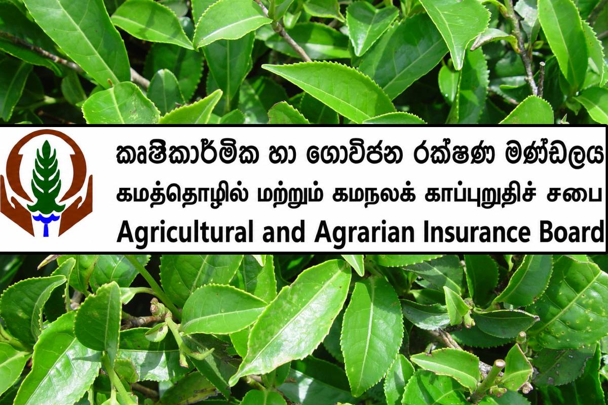 தேயிலை உற்பத்தியாளர்களுக்கு புதிய காப்பீட்டுத் திட்டம் அறிமுகம் | New Insurance Scheme For Tea Nurseries Cultivation தேயிலை உற்பத்தியாளர்களுக்கு புதிய காப்பீட்டுத் திட்டம் அறிமுகம் | New Insurance Scheme For Tea Nurseries Cultivation