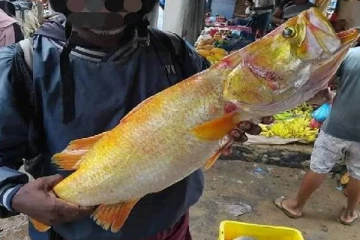 நீர்கொழும்பில் விற்கப்பட்ட அரிய வகை மீன்! அதன் மதிப்பு என்ன தெரியுமா?