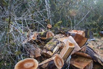 எரிவாயு தட்டுப்பாட்டின் விளைவு: விறகு விலையால் மக்கள் திண்டாட்டம்