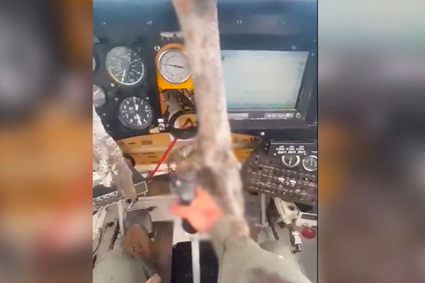bird hitting on plan in ecuqador