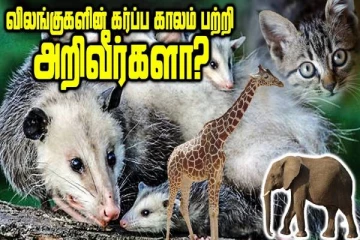 விலங்குகளின் கர்ப்ப காலம் பற்றி தெரியுமா? சுவாரசிய வீடியோ