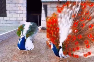 1000 தடவை பார்த்தாலும் சலிக்காத காட்சி! உச்சக்கட்ட அழகினைப் பாருங்க