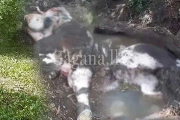 ජපන් ජබර තට්‍ටුවකට බිලි වූ අලි පැටවුන් හත්දෙනා.