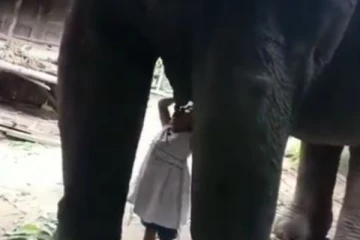 யானையிடம் பால் குடிக்கும் குட்டி தேவதை... மில்லியன் இதயங்களை வியக்க வைத்த பாசம்.... இதற்கு எதுவுமே ஈடே இல்லை!