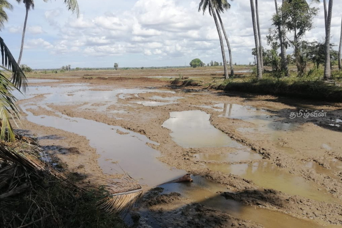 திருகோணமலையில் சிறுபோக நெற் செய்கை ஆரம்பம்! | Small Scale Paddy Cultivation Begins Trincomalee