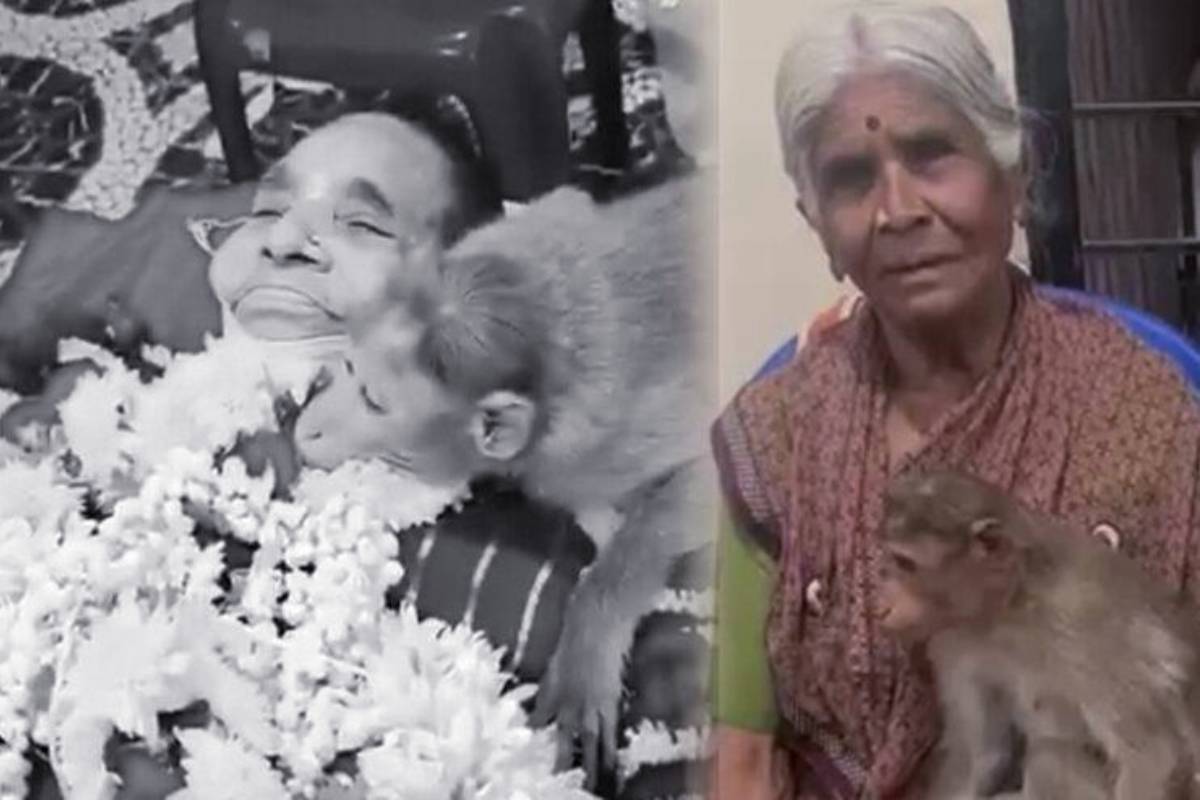80 வயது மூதாட்யை கட்டி தழுவி அஞ்சலி செலுத்திய குரங்கு - படு வைரலாகும் காணொளி | Monkey Pays Tribute To 80 Year Old Woman