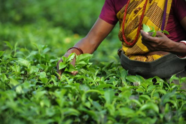 மானிய விலையில் உரப்பொதி - மகிழ்ச்சித் தகவல் | 2000 Million Fund Of Fertilizer Subsidy To Farmer