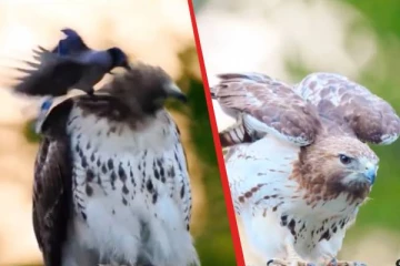 viral video: கழுகை ஆட்டம் காண வைத்த குட்டி பறவை... வியபூட்டும் காட்சி