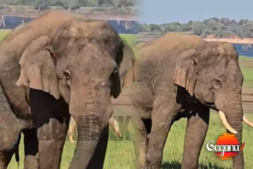 'සපුමල්' ටත් බලන් ඉද්දිම වෙඩි තියලා, තත්ත්වය බරපතළයි