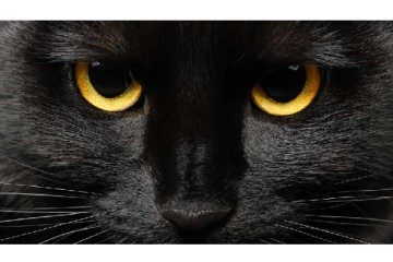 இரவில் மோசமான பார்வை கொண்ட விலங்குகள் - அதிர்ந்த ஆய்வாளர்கள்!