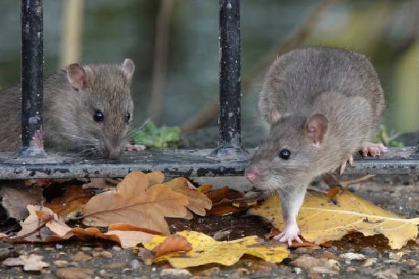 rat