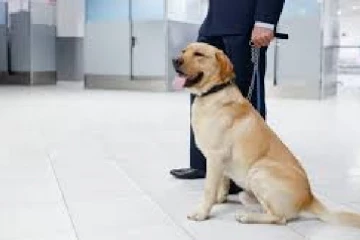 மோப்ப நாய்களை பயன்படுத்தும் கனடிய எல்லைப் பாதுகாப்பு பிரிவு