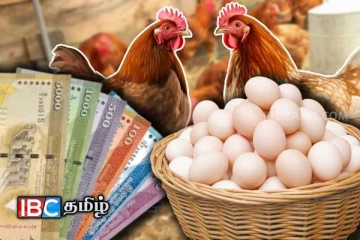 முட்டையின் விலை உயரும் அபாயம்: வெளியான தகவல்