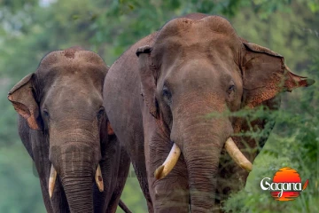 ආයේ අලි සම්පත මැරෙන්නෑ - රහස් පොලිසියෙන් අලුත් වැඩක්