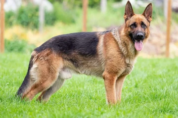 தமிழ் இளைஞனை நாயை விட்டு கடிக்கவிட்ட கொடூரச் சம்பவம்