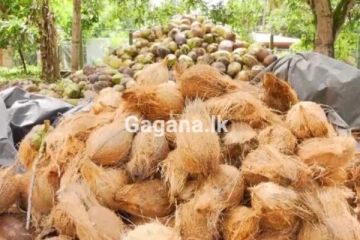 පොල් මිල නොසිතූ ලෙස ඉහළ නගී..