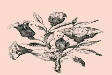 Optical illusion: இந்த படத்தில் எத்தனை மனித முகங்கள் உள்ளது?