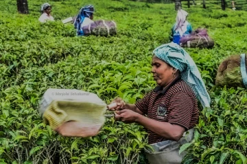 மாஞ்சோலை தொழிலாளர்களுக்கு கெடு - தனியார் நிறுவனம் நோட்டீஸ்!