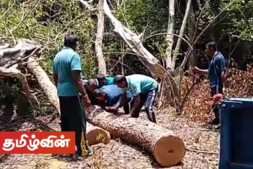 வவுனியா காட்டுப்பகுதியில் பாரிய மரக்கடத்தல் முயற்சி முறியடிப்பு