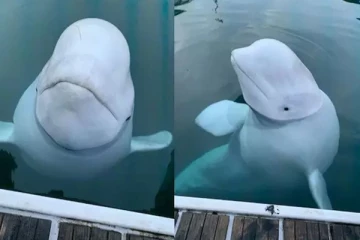 ஐரோப்பிய நாடொன்றில் இறந்த நிலையில் மீட்கப்பட்ட ரஷ்ய உளவு திமிங்கலம்