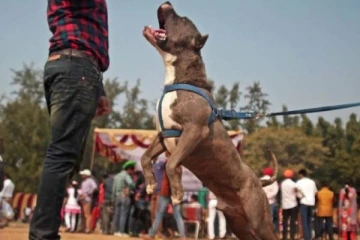 ஆபத்தான 23 வகைகள்; மனித உயிரை அச்சுறுத்தும் நாய்களை வளர்க்க தடை - அரசு உத்தரவு!