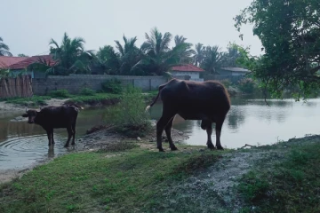மன்னாரில் கட்டாக்காலி எருமை மாடுகளால் பொதுமக்கள் பாதிப்பு