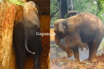 සියල්ලන්ගේ නෙතට කඳුළක් එක් කරමින්, පැය 20කට පසු මහත් පරිශ්රමයකින් වගා ළිඳට වැටුණු වන අලියා ගොඩ ගනී - සංවේදී දසුන් සහිතයි.. (VIDEO/PHOTOS)