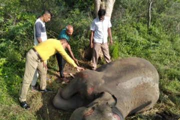 லொறியுடன் மோதி விபத்துக்குள்ளாகி யானை உயிரிழப்பு(Photos)