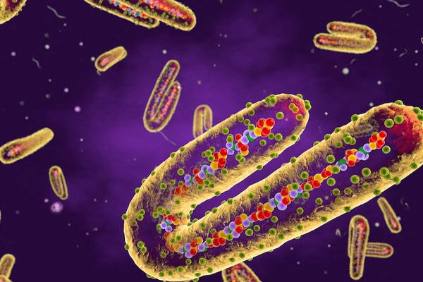 கொடிய வைரஸ் குறித்து எச்சரிக்கை விடுத்த அமெரிக்கா! | America Warned About The Deadly Marburg Virus கொடிய வைரஸ் குறித்து எச்சரிக்கை விடுத்த அமெரிக்கா! | America Warned About The Deadly Marburg Virus