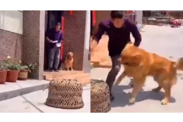 நண்பா... ஓடிவிடு... கோழியை தப்பிக்க உதவிய நாய் - செம்ம வைரல் வீடியோ