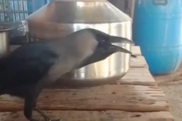 மனிதர்களை போல அத்தை, மாமா என அழைக்கும் காகம்.., வைரல் வீடியோ