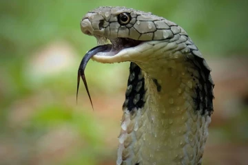 திரும்பும் திசையெல்லாம் ராஜநாகங்களாக இருக்கும் கிராமம்.., இந்தியாவில் எங்கு உள்ளது?