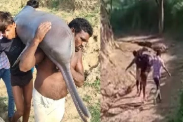 வலையில் சிக்கிய டால்பின் - சமைத்து சாப்பிட்ட மீனவர்கள் கைது..!