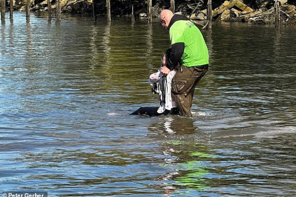 ex cop rescues mother baby from river new york ex cop rescues mother baby from river new york
