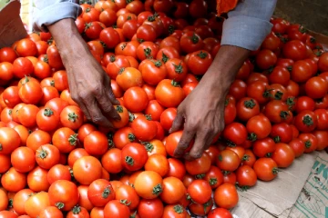குட் நியூஸ்... ஏறிய வேகத்தில் இறங்கும் தக்காளி விலை - எவ்வளவு தெரியுமா?