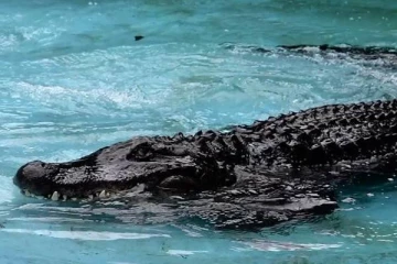 செர்பியாவில் தனது 85வது பிறந்தநாளைக் கொண்டாடிய முதலை!