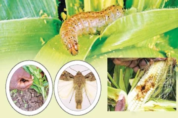 பாரிய ஆபத்தில் பயிர்கள்: கவலையில் விவசாயிகள்