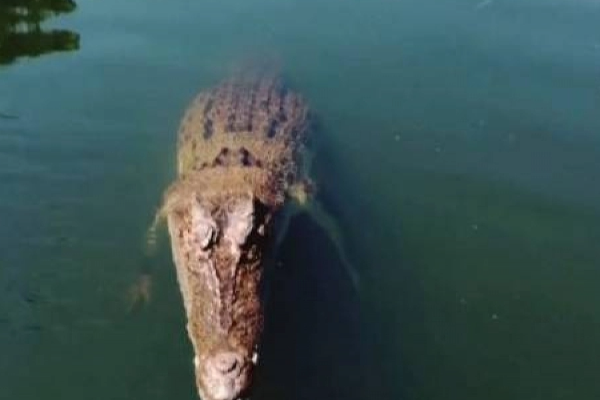 பாணந்துரை கடற்கரைக்கு வந்த ஆபத்தான அழையா விருந்தாளி! | A Dangerous Guest Who Came To Panandurai Beach