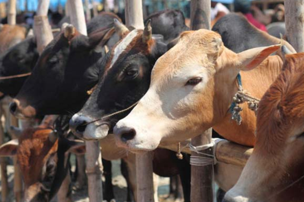 மட்டக்களப்பில் மாடு திருடர்களைப் பிடித்துக் கொடுத்தால் சன்மானம் | Reward For Catching Cattle Thieves In Batticaloa