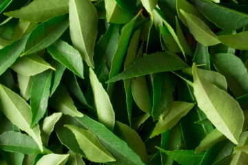 கறிவேப்பிலை உணவில் இருந்தால் தூக்கி எறிபவரா? இது உங்களுக்குதான்.... இனி தவறு செய்யாதீர்கள்