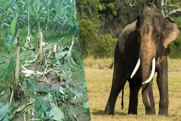 யானைகளால் நாசமாக்கப்பட்ட பெருமதியான வாழை மரங்கள்: மக்கள் விசனம்(Photos)