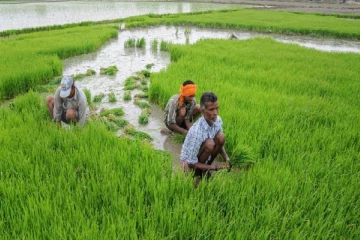 விவசாய நடவடிக்கைகளுக்கு தேவையான நீரை உடவளவை நீர்த்தேக்கத்திலிருந்து விடுவிக்க தீர்மானம்