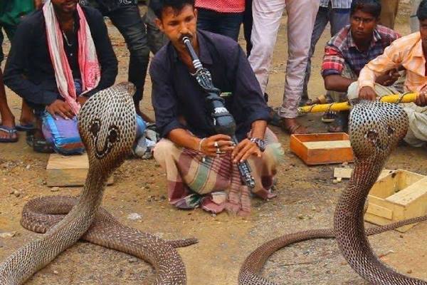 மகுடி இசைக்கு பாம்பு நடனமாடுமா? உண்மை என்ன? | What Does Snake Charming Do To The Snake மகுடி இசைக்கு பாம்பு நடனமாடுமா? உண்மை என்ன? | What Does Snake Charming Do To The Snake